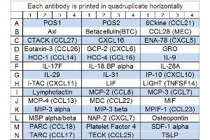 Image no. 1 for Human Chemokine Array Q1 (ABIN625716) (Humain Chemokine Array Q1)