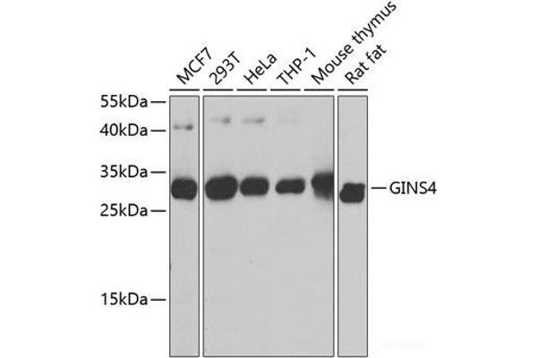 GINS4 antibody