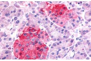 Anti-SSTR1 antibody  ABIN1049357 IHC staining of human pancreas, islets of Langerhans. (SSTR1 anticorps  (N-Term))