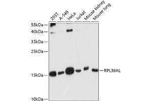 Western blot analysis of extracts of various cell lines, using RPL36AL antibody (ABIN7270007) at 1:1000 dilution. (RPL36AL anticorps  (AA 1-106))