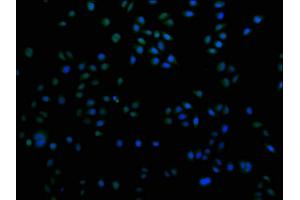 Immunofluorescence staining of Hela cells with ABIN7155485 at 1:100, counter-stained with DAPI. (SUV420H2/KMT5C anticorps  (AA 235-345))