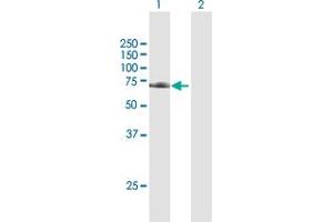 Western Blot analysis of TRAP1 expression in transfected 293T cell line by TRAP1 MaxPab polyclonal antibody.