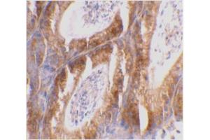 Immunohistochemical staining of mouse testis tissue using Bcl-G antibody at 2 μg/ml.