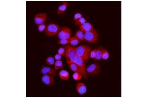 IF analysis of FABP-1/GOT2 using anti-FABP-1/GOT2 antibody (ABIN7601426). (GOT2 anticorps  (AA 35-430))