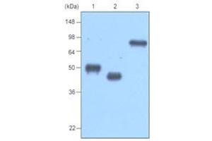 Western Blotting (WB) image for anti-MBP Tag antibody (ABIN317541) (MBP Tag anticorps)