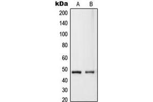 Western blot analysis of RASSF8 expression in HeLa (A), MCF7 (B) whole cell lysates. (RASSF8 anticorps  (Center))
