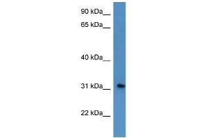 WB Suggested Anti-ROPN1L Antibody Titration: 0. (ROPN1L anticorps  (N-Term))