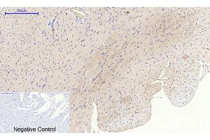 Immunohistochemical analysis of paraffin-embedded rat heart tissue.