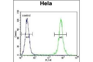 TRADD Antibody (Center) (ABIN655903 and ABIN2845303) flow cytometric analysis of Hela cells (right histogram) compared to a negative control cell (left histogram).