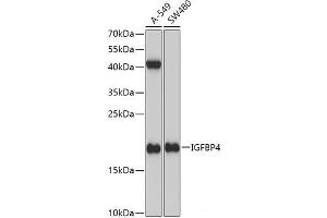 Western blot analysis of extracts of various cell lines using IGFBP4 Polyclonal Antibody at dilution of 1:1000. (IGFBP4 anticorps)