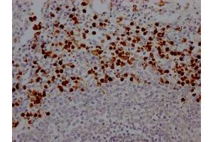 IHC image of ABIN7127635 diluted at 1:100 and staining in paraffin-embedded human spleen tissue performed on a Leica BondTM system. (Recombinant Myeloperoxidase anticorps)