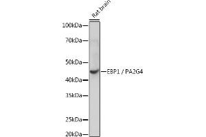 Western blot analysis of extracts of Rat brain, using EBP1/PG4 Rabbit mAb (ABIN7269550) at 1:1000 dilution.
