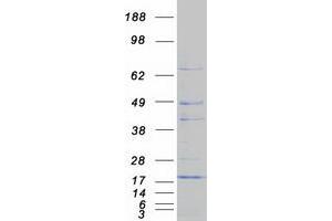 Validation with Western Blot
