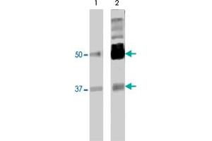 PTBP2 monoclonal antibody (M01), clone 2D10-B2. (PTBP2 anticorps  (AA 1-532))