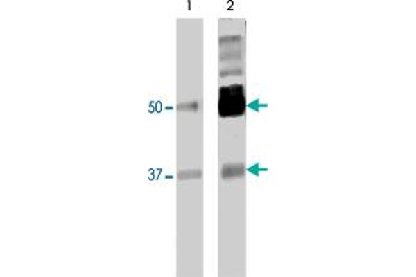 PTBP2 抗体  (AA 1-532)