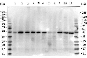 Western Blot of Mouse anti-beta Actin antibody.