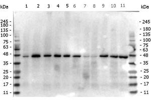Western Blot of Mouse anti-beta Actin antibody. (beta Actin anticorps  (N-Term))
