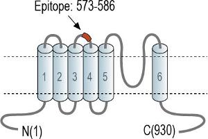 Representative domain view of the target of ABIN7043825.