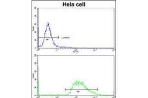 Flow cytometric analysis of hela cells using (bottom histogram) compared to a negative control cell (top histogram)FITC-conjugated goat-anti-rabbit secondary antibodies were used for the analysis. (Leiomodin 1 anticorps  (AA 214-241))