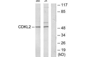 Western Blotting (WB) image for anti-Cyclin Dependent Kinase Like 2 (CDKL2) (Internal Region) antibody (ABIN1849852) (CDKL2 anticorps  (Internal Region))