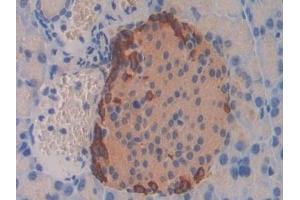 Detection of GCG in Mouse Pancreas Tissue using Polyclonal Antibody to Glucagon (GCG) (Glucagon anticorps  (AA 21-180))