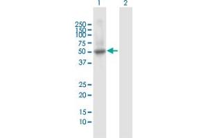 Western Blot analysis of PTPN1 expression in transfected 293T cell line by PTPN1 MaxPab polyclonal antibody.