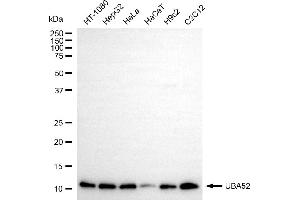 Western blotting analysis using UBA52 antibody (ABIN7800706).