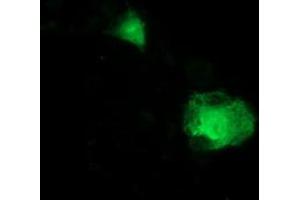 Anti-ITFG2 mouse monoclonal antibody (ABIN2454681) immunofluorescent staining of COS7 cells transiently transfected by pCMV6-ENTRY ITFG2 (RC200818). (ITFG2 anticorps)