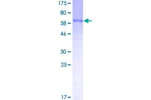 Image no. 1 for Leukocyte Immunoglobulin-Like Receptor, Subfamily A (Without TM Domain), Member 3 (LILRA3) (AA 1-439) protein (GST tag) (ABIN1309409)