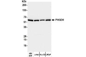 Western Blotting (WB) image for anti-phosphoglycerate Dehydrogenase (PHGDH) (AA 1-50) antibody (ABIN7455052) (PHGDH anticorps  (AA 1-50))