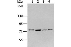 Western blot analysis of Raw264. (GCLC anticorps)