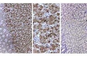 Immunohistochemistry of goat anti-pepsin antibody Antigen Retrieval: HIER pH6.