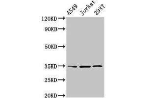 Western Blot Positive WB detected in: A549 whole cell lysate, Jurkat whole cell lysate, 293T whole cell lysate All lanes: MAGEA3 antibody at 4 μg/mL Secondary Goat polyclonal to rabbit IgG at 1/50000 dilution Predicted band size: 35 kDa Observed band size: 35 kDa (MAGEA3 anticorps  (AA 2-104))