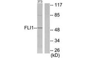 Western blot analysis of extracts from NIH-3T3 cells, using FLI1 Antibody. (FLI1 anticorps  (AA 291-340))