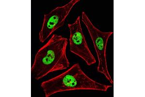 Fluorescent ige of Hela cells stained with SRCD3 Antibody (N-term) (ABIN6242643 and ABIN6577395).