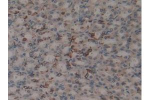 DAB staining on IHC-P; Samples: Rat Stomach Tissue (MFAP2 anticorps  (AA 8-171))