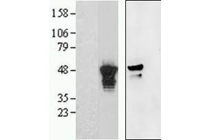 Western Blotting (WB) image for anti-Aurora Kinase (C-Term) antibody (ABIN2465176) (Aurora Kinase (C-Term) anticorps)
