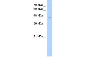 RHAG antibody used at 1. (RHAG anticorps  (Middle Region))