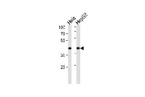 LRP1 Antibody (C-term) (ABIN652468 and ABIN2842319) western blot analysis in Hela,HepG2 cell line lysates (35 μg/lane). (LRPAP1 anticorps  (C-Term))