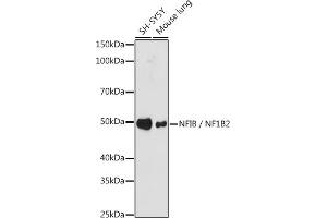 Western blot analysis of extracts of various cell lines, using NFIB / NF1B2 antibody (ABIN7268972) at 1:1000 dilution. (NFIB anticorps)