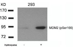 Western blot analysis of extracts from 293 cells untreated or treated with Hydroxyurea using MDM2(phospho-Ser166) Antibody. (MDM2 anticorps  (pSer166))