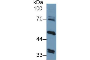 Western Blot; Sample: Human Liver lysate; Primary Ab: 1µg/ml Rabbit Anti-Human ALT2 Antibody Second Ab: 0.