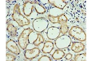Immunohistochemistry of paraffin-embedded human kidney tissue using ABIN7146236 at dilution of 1:100