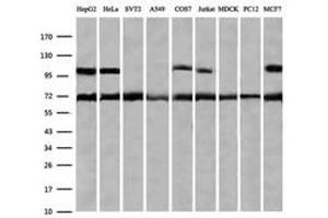 Image no. 10 for anti-Zinc Finger and SCAN Domain Containing 18 (ZSCAN18) antibody (ABIN1501857) (ZSCAN18 anticorps)