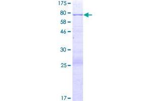 Image no. 1 for Protease, serine, 35 (PRSS35) (AA 1-413) protein (GST tag) (ABIN1316483)