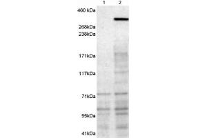 Image no. 1 for anti-Neurobeachin (NBEA) (C-Term) antibody (ABIN375219) (Neurobeachin anticorps  (C-Term))