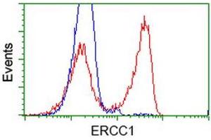 HEK293T cells transfected with either RC200478 overexpress plasmid (Red) or empty vector control plasmid (Blue) were immunostained by anti-ERCC1 antibody (ABIN2453003), and then analyzed by flow cytometry. (ERCC1 anticorps)