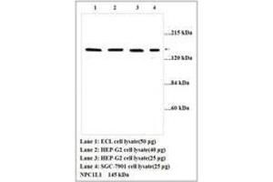 Image no. 1 for anti-NPC1 (Niemann-Pick Disease, Type C1, Gene)-Like 1 (NPC1L1) (AA 596-610) antibody (ABIN791336)