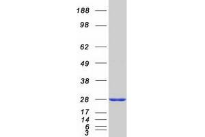 Validation with Western Blot