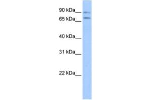 Western Blotting (WB) image for anti-Junctophilin 2 (JPH2) antibody (ABIN2463428) (Junctophilin 2 anticorps)